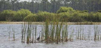 Crane Long Grass Lake Southern Florida Royalty Free Stock Photography Crane Long Grass Lake Southern Florida Royalty Free Stock Photography