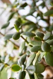 Crassula Or Jade Plant Closeup Royalty Free Stock Photo
