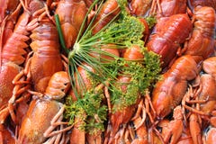 Crayfish And Dill Royalty Free Stock Image