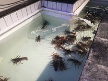 crayfish obrazy royalty free crayfish obrazy royalty free