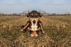 Crazy dog laughs, Appenzeller Sennenhund stock image Crazy dog laughs, Appenzeller Sennenhund stock image