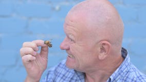 Crazy Russian elderly man with a shaved head is holding an insect Gryllotalpidae and eats pest insect stock footage Crazy Russian elderly man with a shaved head is holding an insect Gryllotalpidae and eats pest insect stock footage