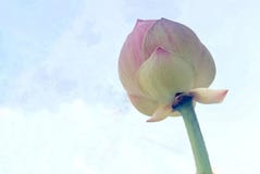 Creamy pink lotus bud with white background.
