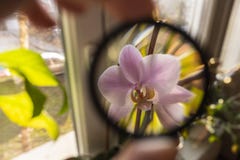 Creating illusion by enlarging orchid flower with the magnifier glass in the hands