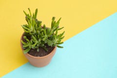 Creative image of succulent plant, jade plant on a yellow and blue background royalty free stock images Creative image of succulent plant, jade plant on a yellow and blue background royalty free stock images