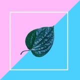 Creative Layout Arrangement Of Leaf On Pink And Blue Background With White Frame. Flat Lay. Minimal Idea Concept. Royalty Free Stock Photo Creative Layout Arrangement Of Leaf On Pink And Blue Background With White Frame. Flat Lay. Minimal Idea Concept. Royalty Free Stock Photo