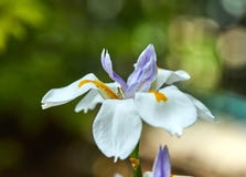 Crecimiento de flor blanco del iris en naturaleza imagen de archivo Crecimiento de flor blanco del iris en naturaleza imagen de archivo