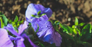 Crecimiento de flores salvajes púrpura en campo en Nueva Zelanda fotografía de archivo libre de regalías Crecimiento de flores salvajes púrpura en campo en Nueva Zelanda fotografía de archivo libre de regalías