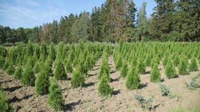 Crecimiento del thuja de los almácigos en la plantación Muchos árboles verdes del thuja plantados en fila Crecimiento del thuja de los almácigos en la plantación Muchos árboles verdes del thuja plantados en fila