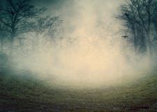 Creepy Trees In The Fog Stock Photography
