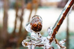Crepe Myrtle seed pod encased in ice during winter royalty free stock image Crepe Myrtle seed pod encased in ice during winter royalty free stock image