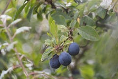 Crescita selvaggia delle prugnole immagini stock libere da diritti Crescita selvaggia delle prugnole immagini stock libere da diritti