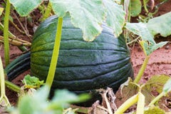 Crescita verde delle zucche immagine stock libera da diritti Crescita verde delle zucche immagine stock libera da diritti
