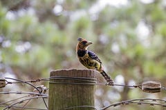 Crested barbet bird perched on wooden pole. And barbed wire with blurred background Royalty Free Stock Photography Crested barbet bird perched on wooden pole. And barbed wire with blurred background Royalty Free Stock Photography