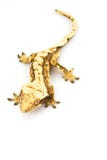 Crested Gecko Royalty Free Stock Photos