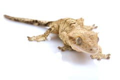 Crested Gecko Stock Image