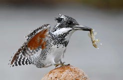 Crested Kingfisher Royalty Free Stock Photo