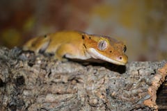 Crested гекконовые на ветви, ciliatus Correlophus стоковое изображение rf Crested гекконовые на ветви, ciliatus Correlophus стоковое изображение rf