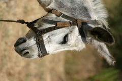Crete / Donkey Stock Images
