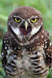 Creuser le hibou, la Floride du sud images libres de droits Creuser le hibou, la Floride du sud images libres de droits