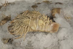 Crevettes de mante, Stomatopods des autres fruits de mer thaïlandais image libre de droits Crevettes de mante, Stomatopods des autres fruits de mer thaïlandais image libre de droits