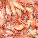 Crevettes roses photos stock Crevettes roses photos stock