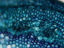 Crevices поперечного сечения 400x стержня сои стоковые фотографии rf Crevices поперечного сечения 400x стержня сои стоковые фотографии rf