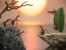 Crew of ants sailing back home, fantasy