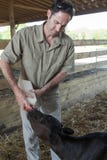 Crianza con biberón del becerro Crianza con biberón del becerro