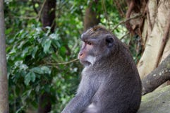 Criatura engra?ada bonito da floresta do macaco imagem de stock Criatura engra?ada bonito da floresta do macaco imagem de stock