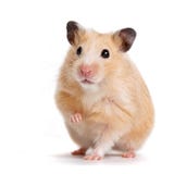 Criceto immagini stock Criceto immagini stock