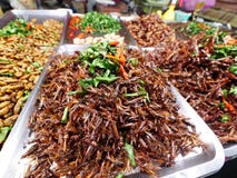 Grass hopper salted fried royalty free stock photo Grass hopper salted fried royalty free stock photo