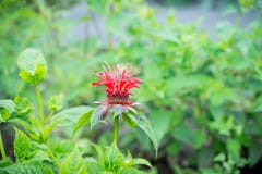 Crimson beebalm Monarda growing in the garden royalty free stock photography Crimson beebalm Monarda growing in the garden royalty free stock photography