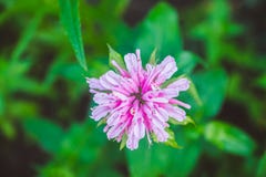 Crimson beebalm Monarda growing in the garden. Shallow depth of field Royalty Free Stock Photo Crimson beebalm Monarda growing in the garden. Shallow depth of field Royalty Free Stock Photo