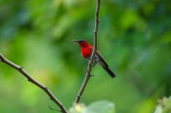 Crimson Sunbird catch on branch in nature stock photo Crimson Sunbird catch on branch in nature stock photo