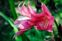Crinum Lilly photos stock Crinum Lilly photos stock