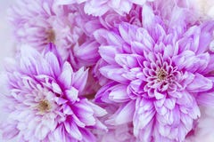 Cris?ntemos roxos imagens de stock royalty free Cris?ntemos roxos imagens de stock royalty free