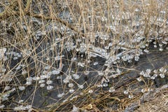 Cristalli di ghiaccio sotto forma di anelli di ghiaccio intorno alle canne, appena sopra il livello dell'acqua immagini stock Cristalli di ghiaccio sotto forma di anelli di ghiaccio intorno alle canne, appena sopra il livello dell'acqua immagini stock