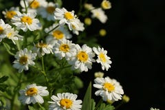 Crisântemo ou Tanacetum do píretro que são cultivados como ornamentals para suas cabeças de flor vistosos imagem de stock Crisântemo ou Tanacetum do píretro que são cultivados como ornamentals para suas cabeças de flor vistosos imagem de stock