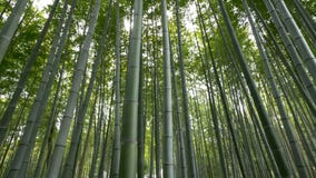 Critique el tiro del bosque de bambú, Arashiyama, Kyoto, Japón almacen de video Critique el tiro del bosque de bambú, Arashiyama, Kyoto, Japón almacen de video