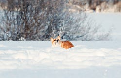 Crochets drôles de corgi rouge mignon de chiot miroitant de belles bulles de savon dans la neige blanche en hiver Sunny Park photo libre de droits Crochets drôles de corgi rouge mignon de chiot miroitant de belles bulles de savon dans la neige blanche en hiver Sunny Park photo libre de droits