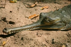Crocodile Stock Image