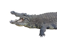 Crocodile Royalty Free Stock Photography Crocodile Royalty Free Stock Photography