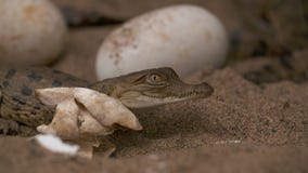 Crocodile De L Orenoque De Bebe Pres D Oeuf Shell Colombie Clips Videos Video Du Aventure Animaux Crocodile De L Orenoque De Bebe Pres D Oeuf Shell Colombie Clips Videos Video Du Aventure Animaux
