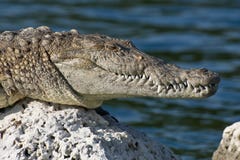 Crocodile on sunny rock Crocodile on sunny rock
