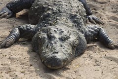 Crocodile taking rest in ground stock photo Crocodile taking rest in ground stock photo