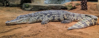Crocodiles with bulging eyes