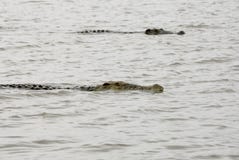 Crocodiles On Chamo Lake (Ethiopia) Stock Photos Crocodiles On Chamo Lake (Ethiopia) Stock Photos