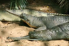 Crocodiles Resting In The Park Stock Photos