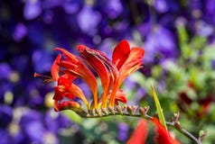 Crocosmia Flower Royalty Free Stock Image Crocosmia Flower Royalty Free Stock Image